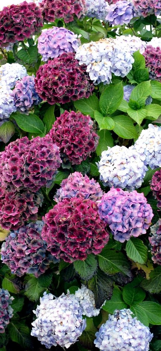 hydrangea, bush, colorful, beautifully