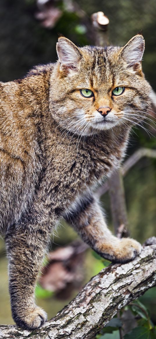 wild cat, wildlife, animal, log