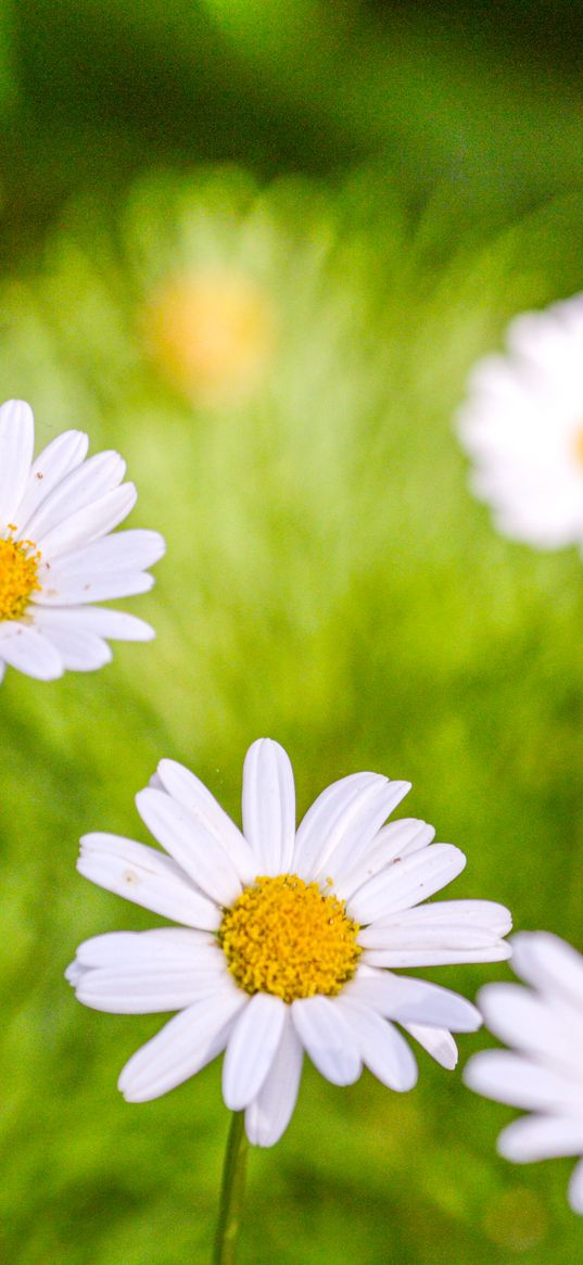 daisies, petals, flowers, pollen