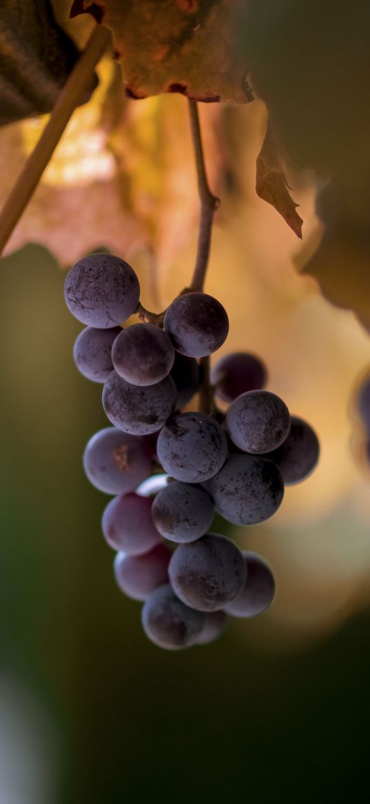 grapes, bunches, fruits, blur, macro