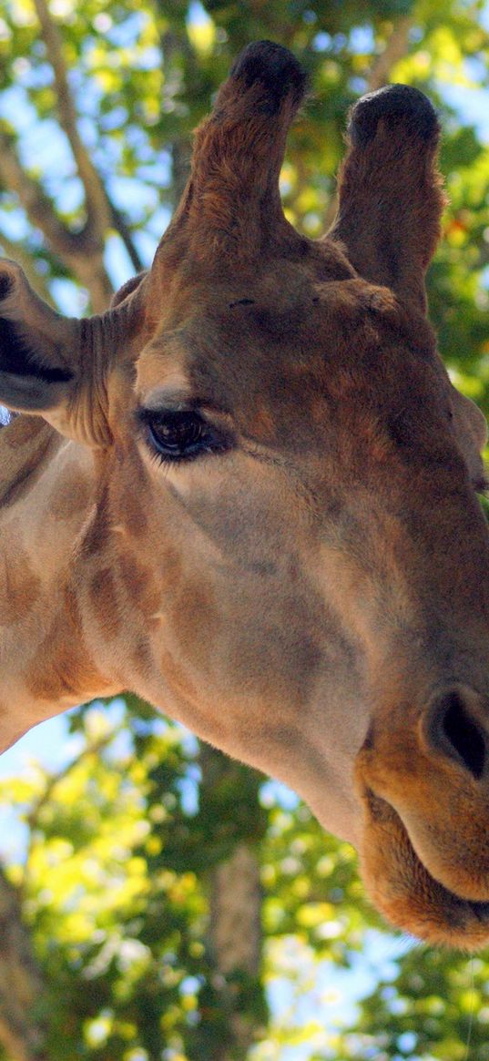 giraffe, white, wood