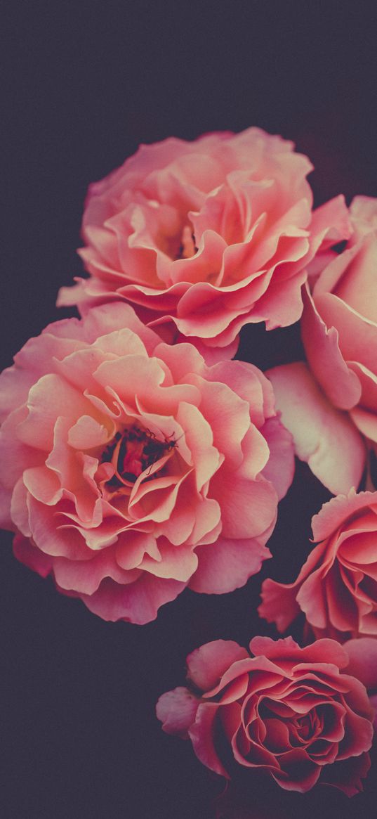 roses, petals, insect, macro, pink, flowers