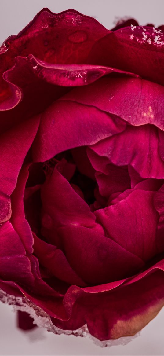 peony, petals, flower, macro, red