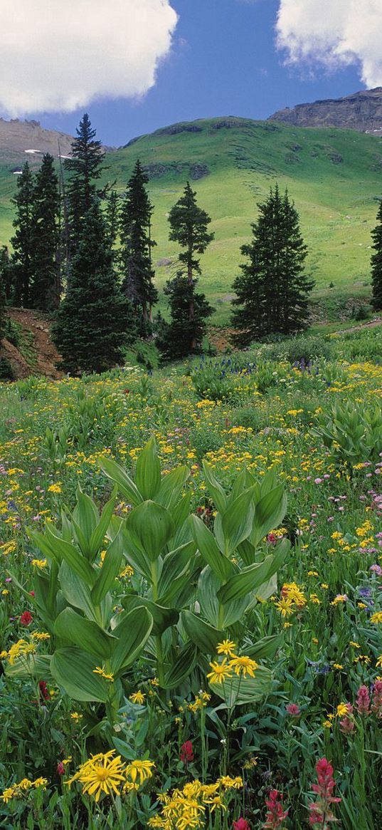 meadow, greens, grass, flowers, trees, slopes, colorado