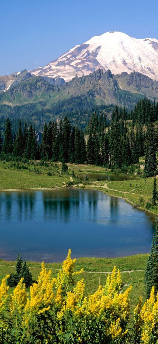 lake, mountains, alpes, trees, top, meadow, flowers