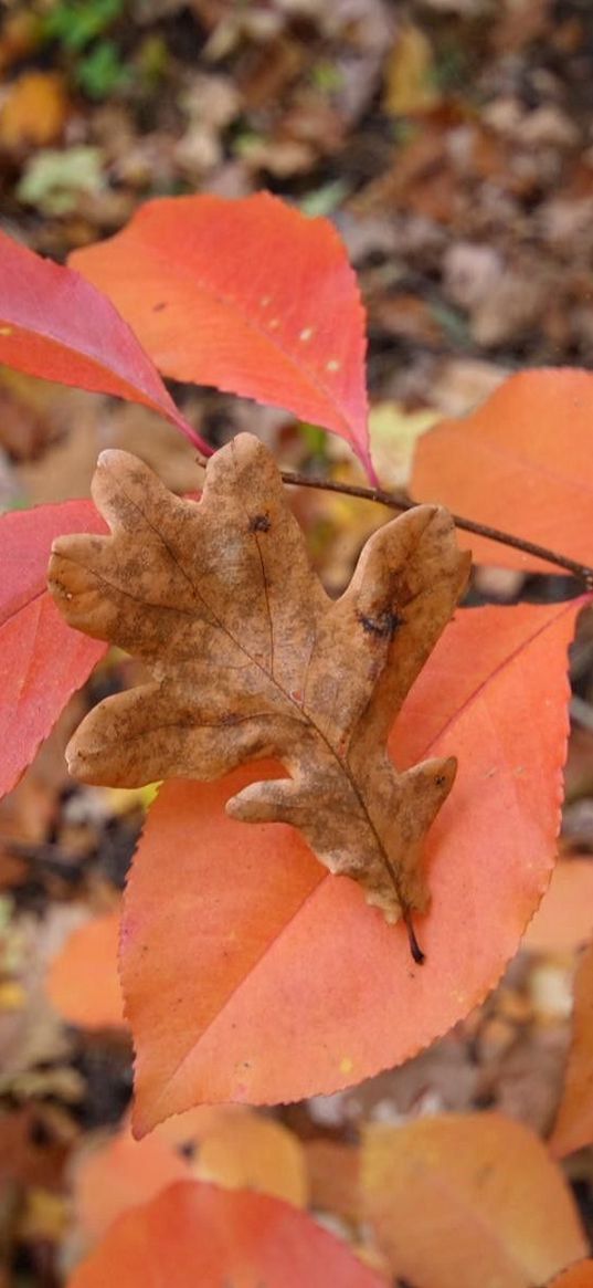 leaves, autumn, wood, multi-colored, oak