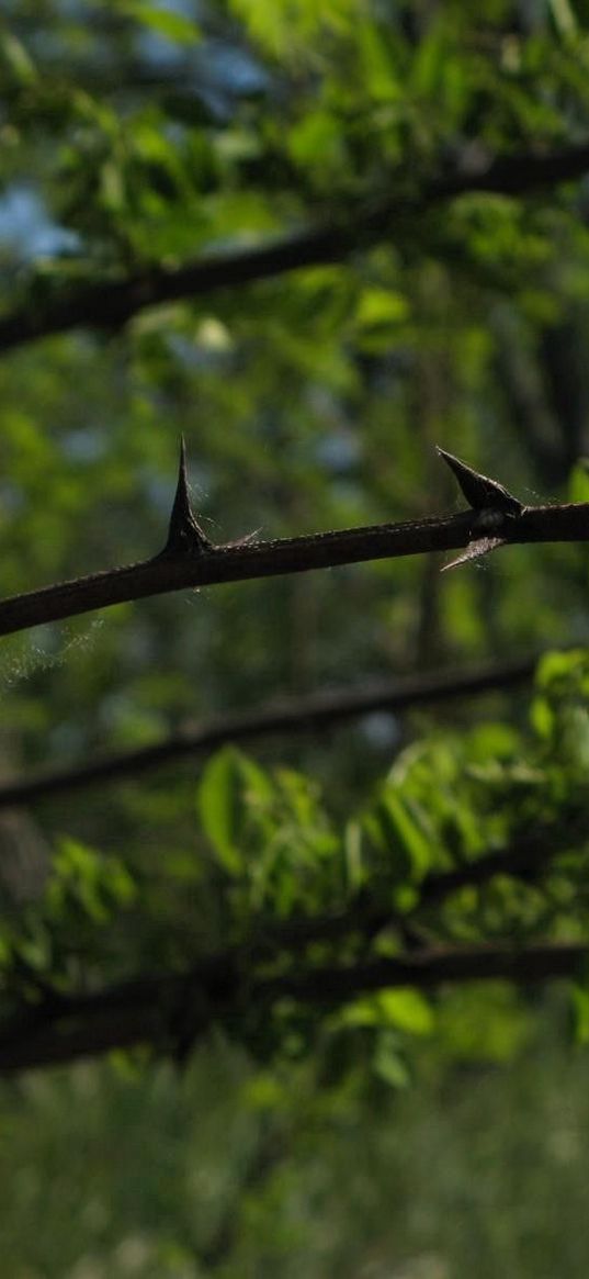 thorns, prickles, greens, vegetation