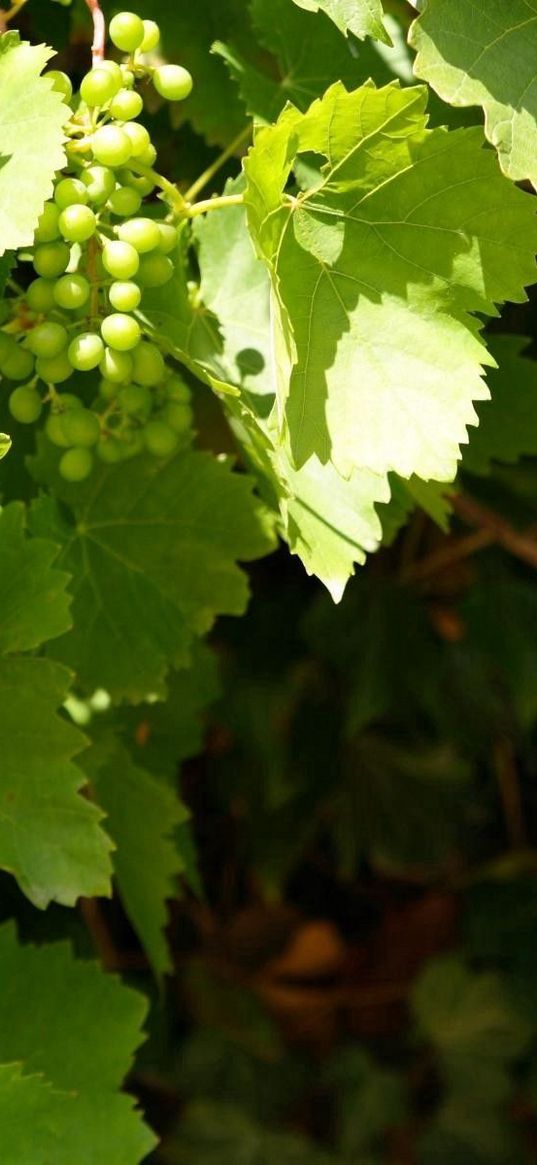 grapes, clusters, leaves, green, summer