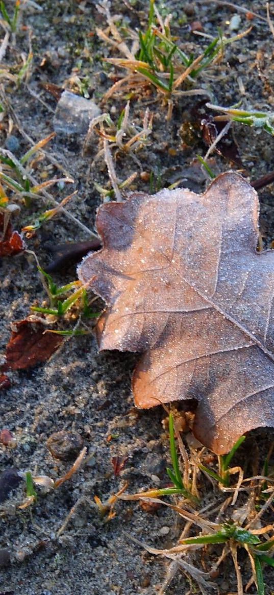 sheet, earth, oak, cold, frost, hoarfrost