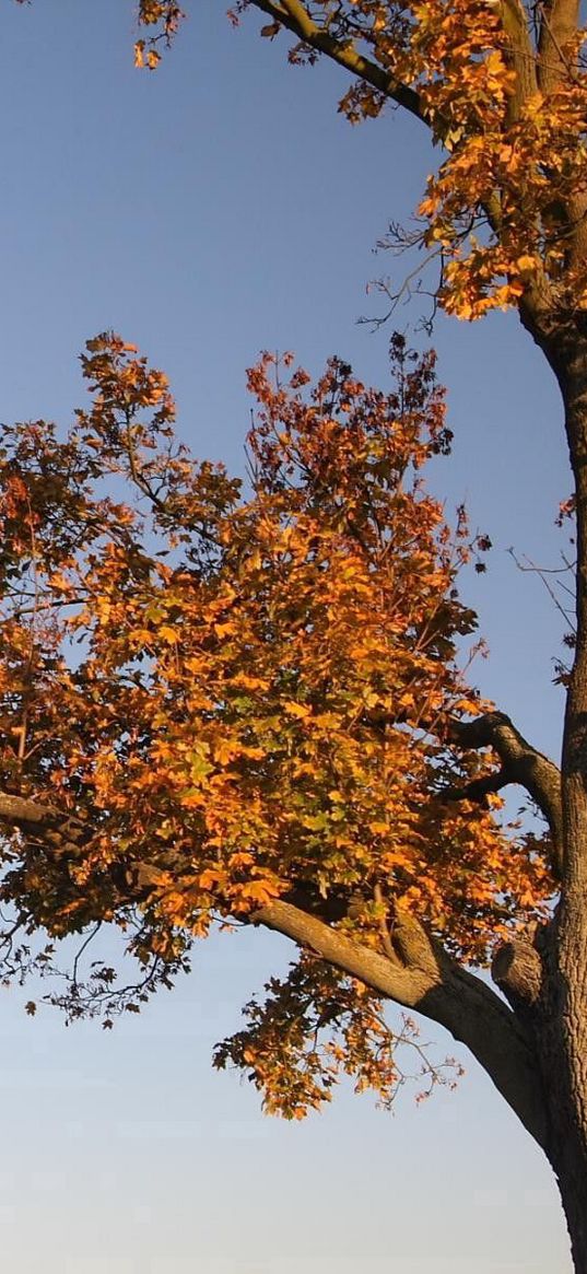 tree, branches, autumn, leaves, yellow, trunk