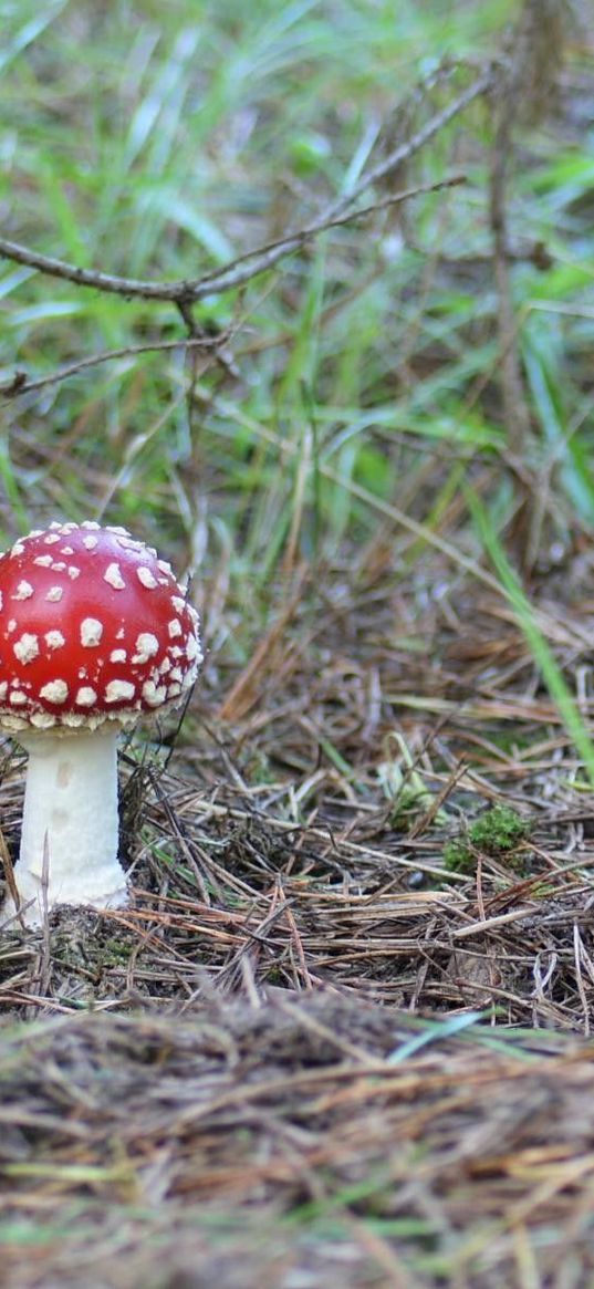 fly agaric, mushroom, poisonous, grass, earth, prickles