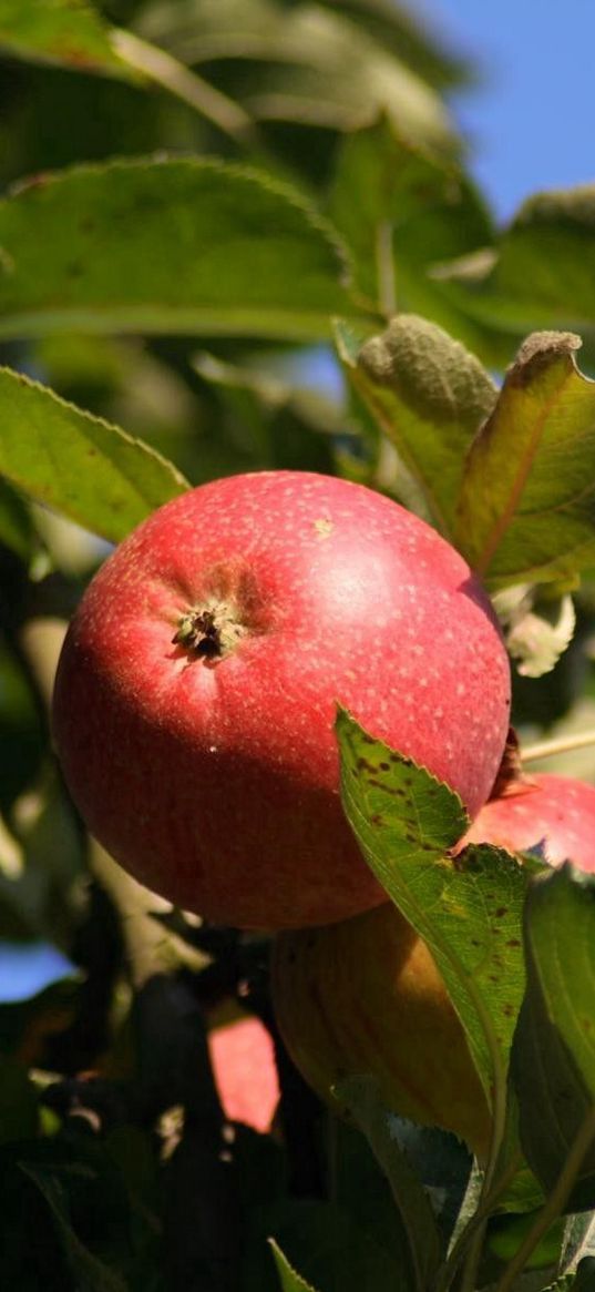 apples, red, branch, tree, leaves, fruit