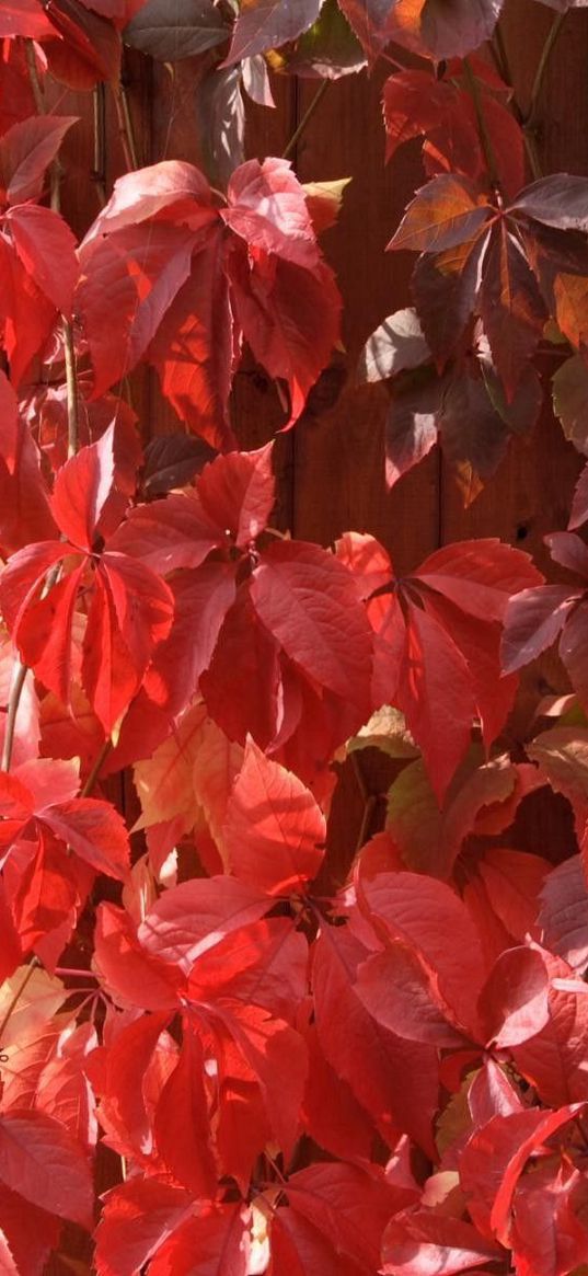 leaves, red, fence, plant