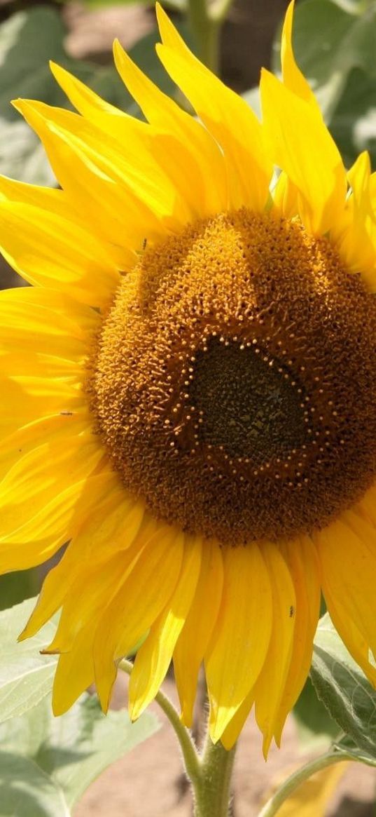 sunflower, yellow, leaves, sunflower seeds