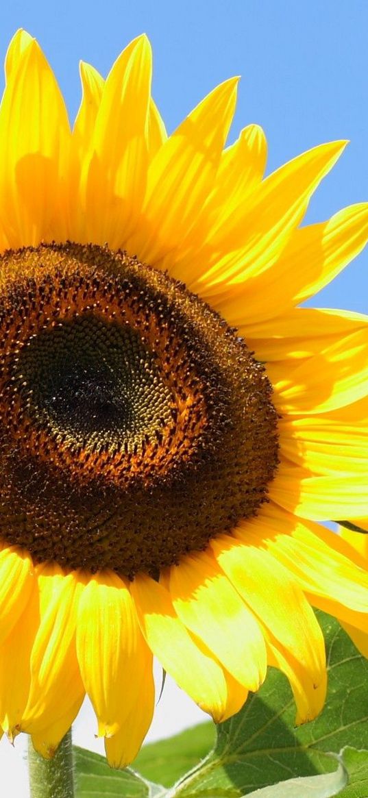 sunflowers, yellow, leaves, sunflower seeds