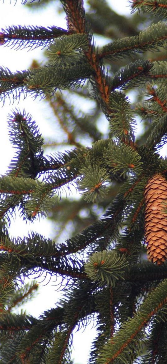 fur-tree, branches, cone, tree, prickles, needles