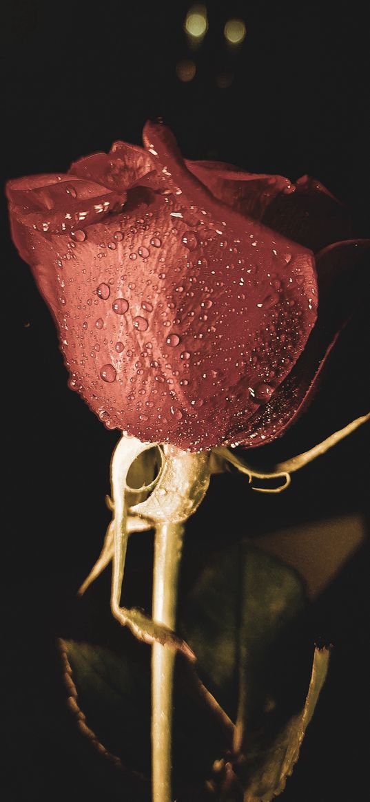 rose, red rose, drop, water drop, macro, flower