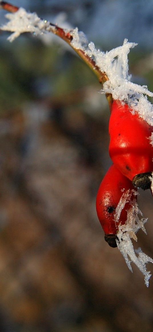 dogrose, branch, hoarfrost, fruits, berries, frost