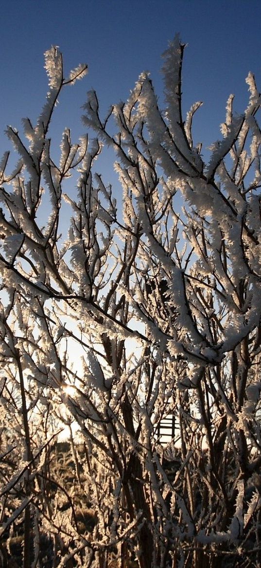 bushes, hoarfrost, branches, frost