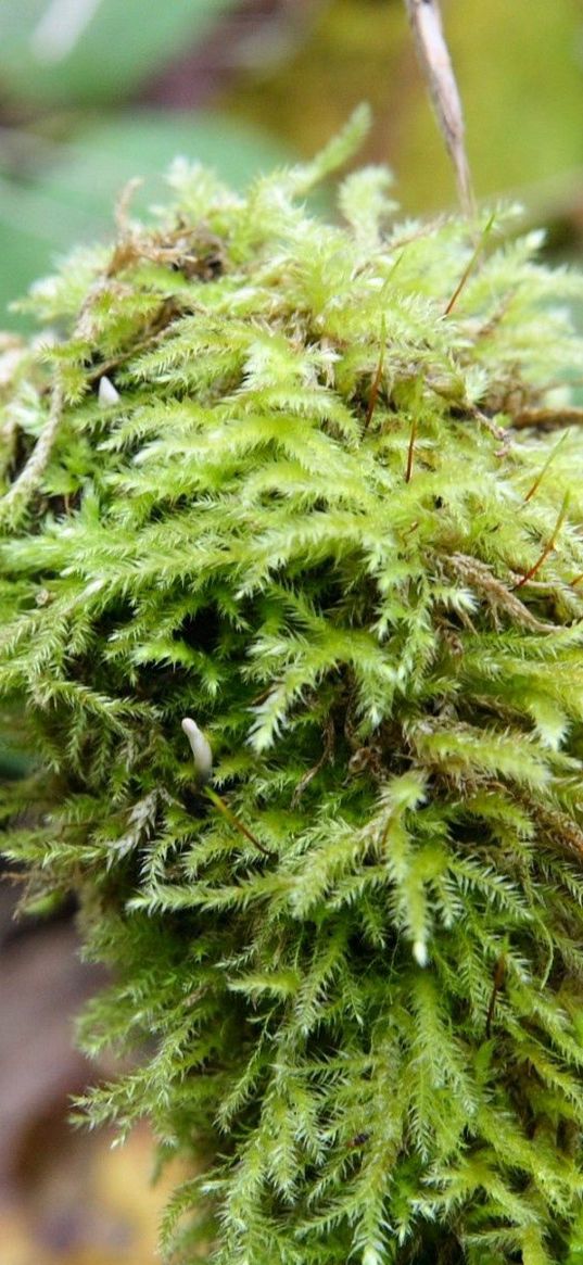 vegetation, grass, moss, wood