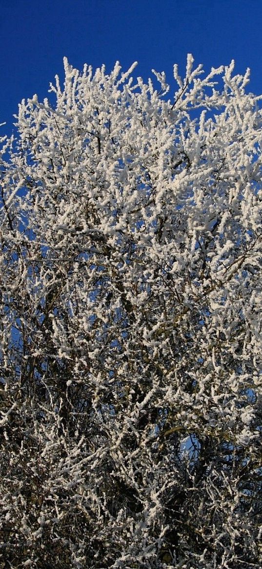 tree, hoarfrost, branches, frost, sky, cold, winter