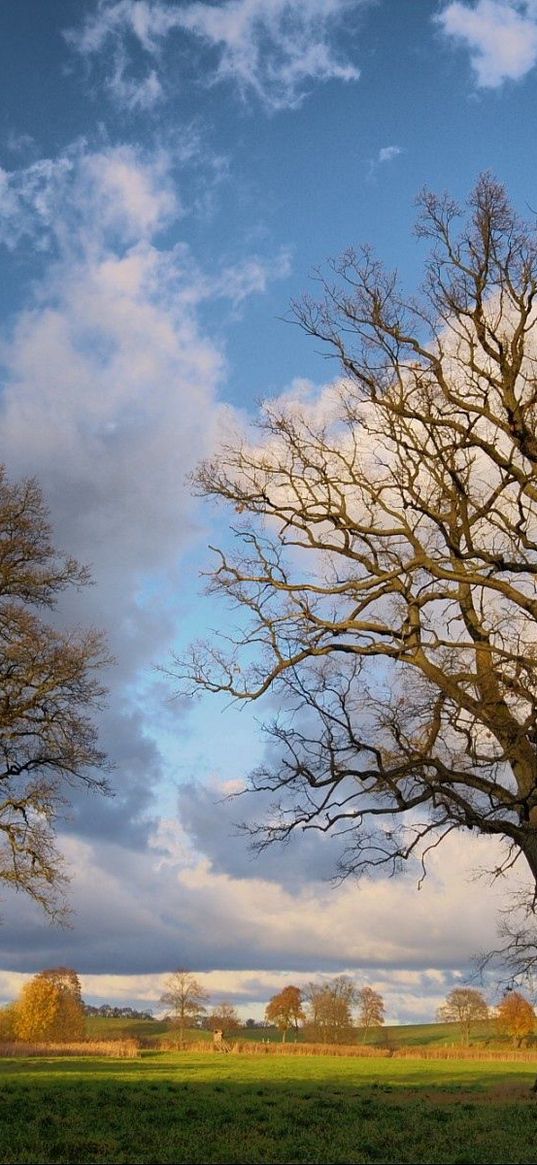 autumn, trees, clouds, branches, field, grass