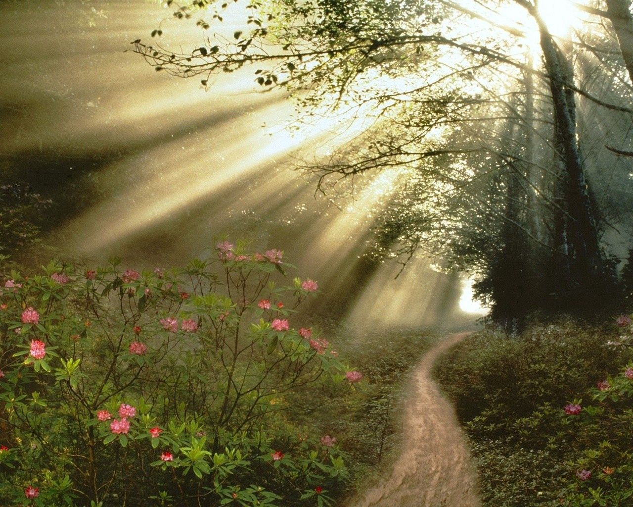 wood, trees, branches, sun rays, light, flowers, footpath