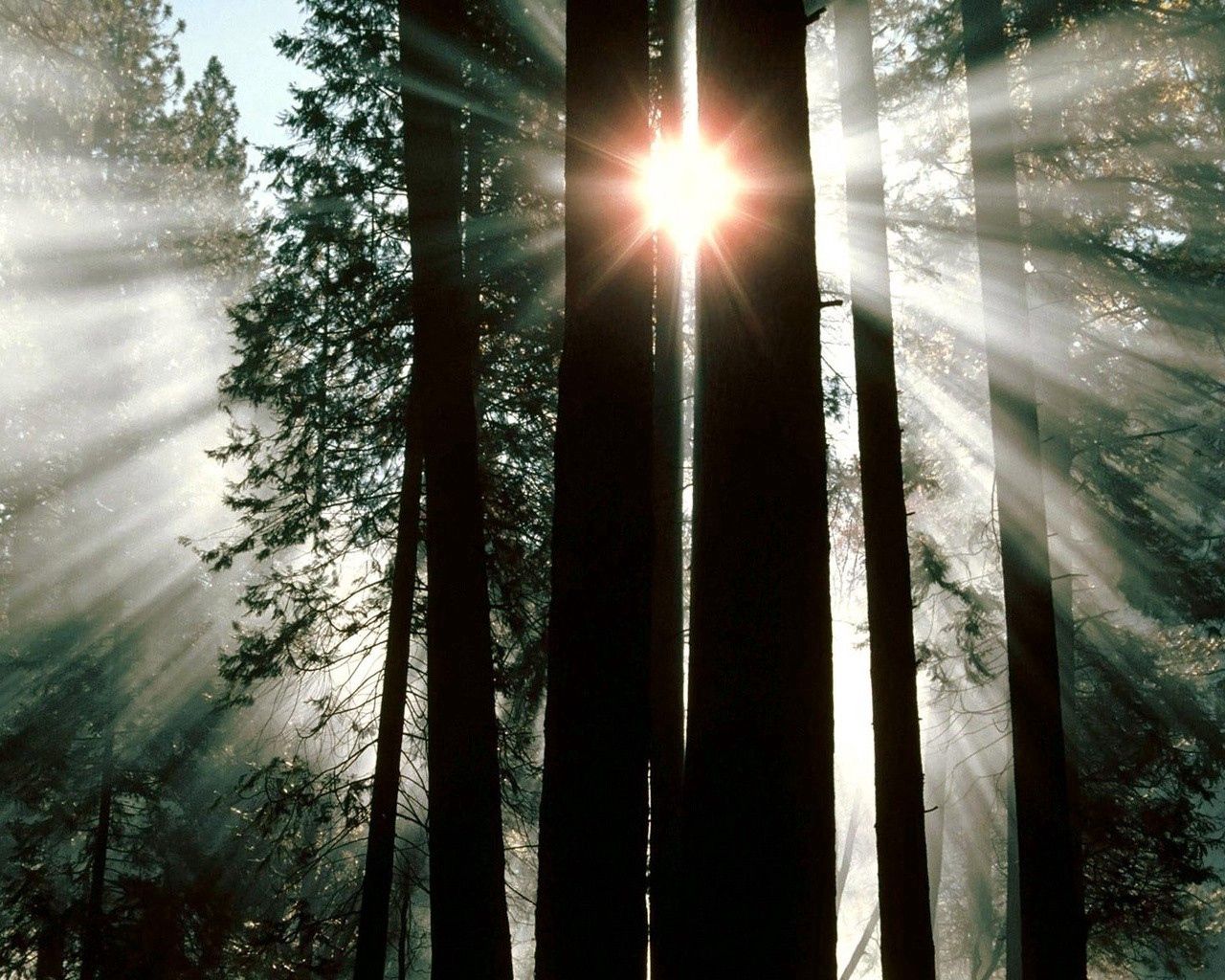 wood, trees, trunks, sun rays, light