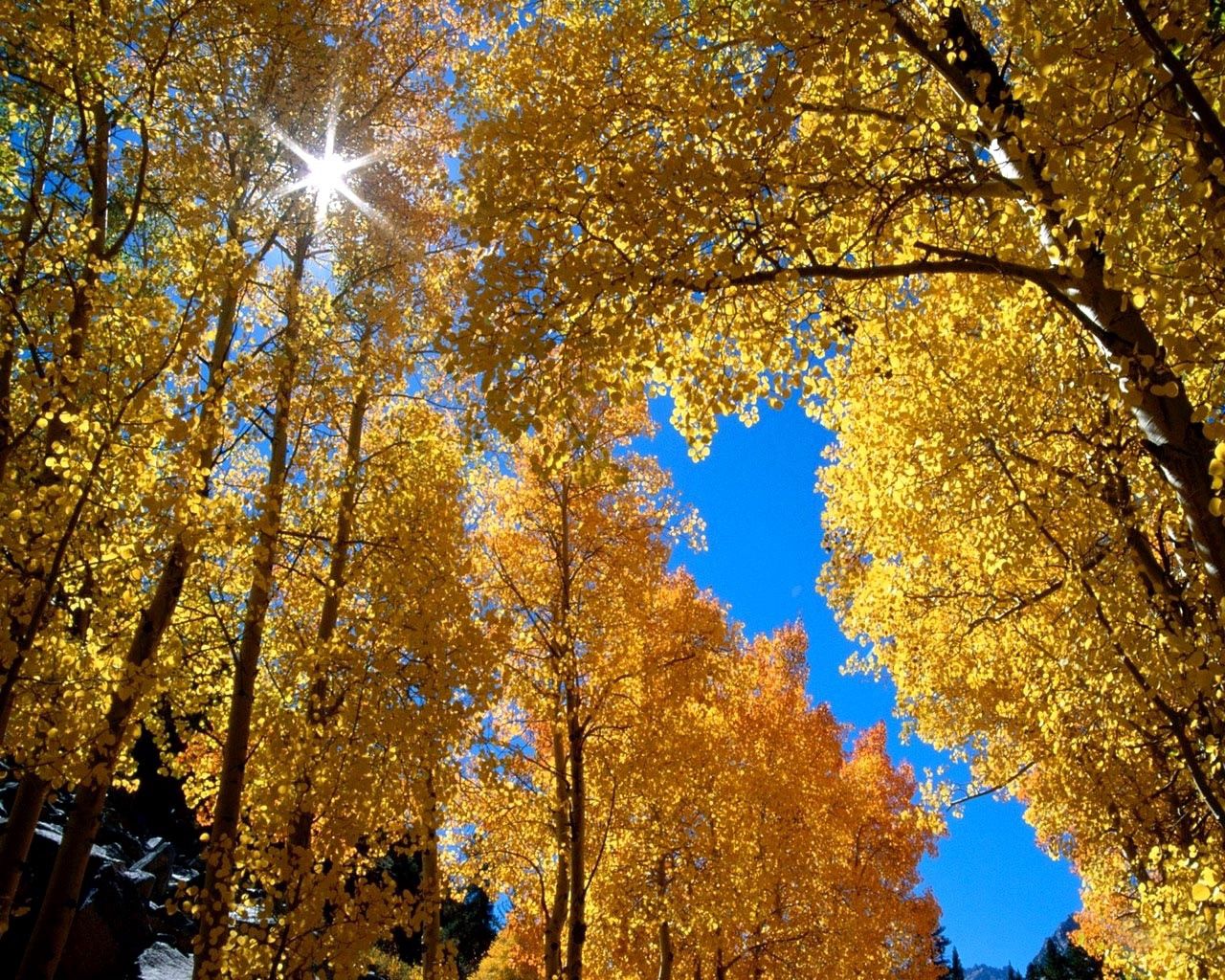 autumn, leaves, birches, sun, branches, yellow