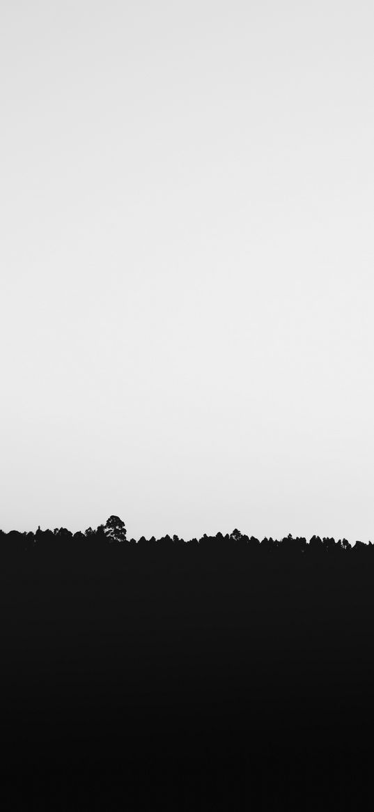 trees, tops, forest, sky, black and white