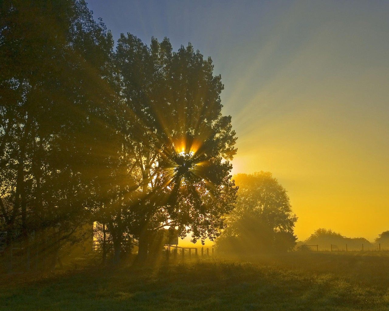 sun, beams, light, crone, tree, field, morning