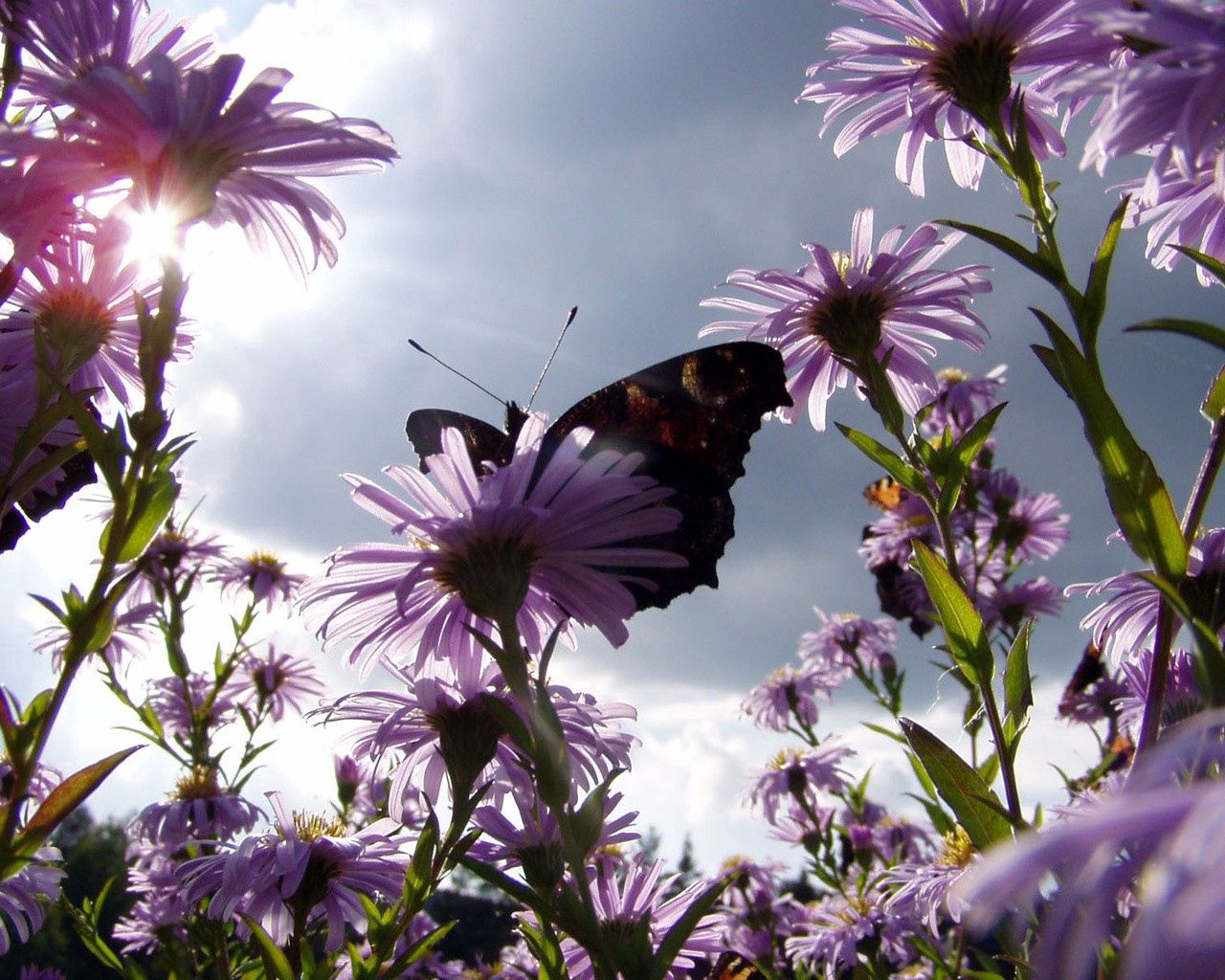 butterfly, flowers, sun, garden