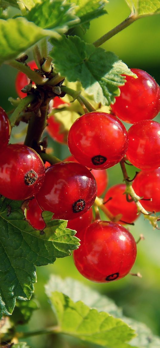 currant, branch, berry