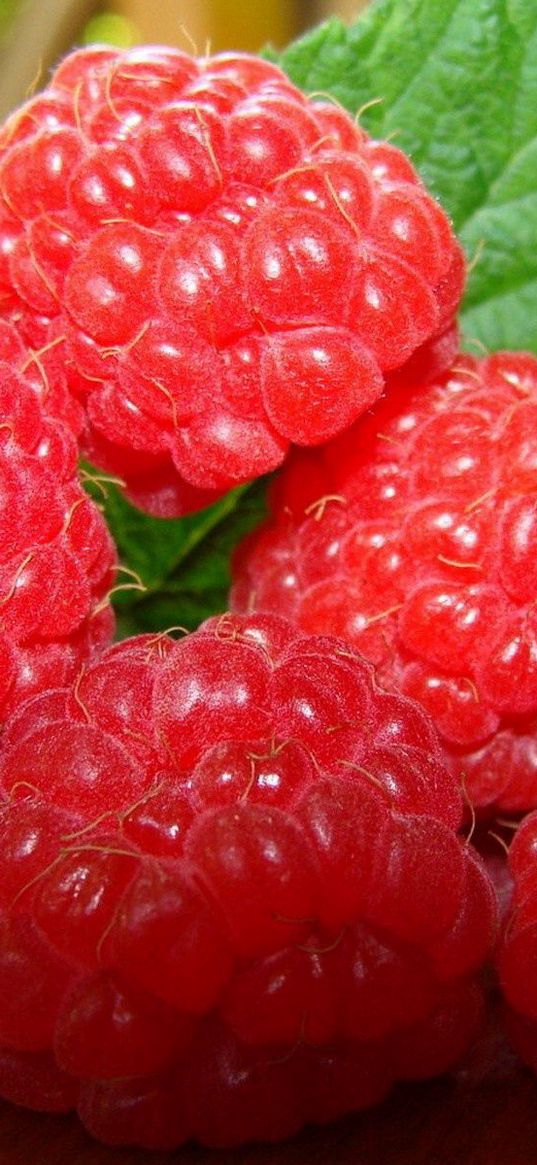 raspberries, ripe, berry, twig