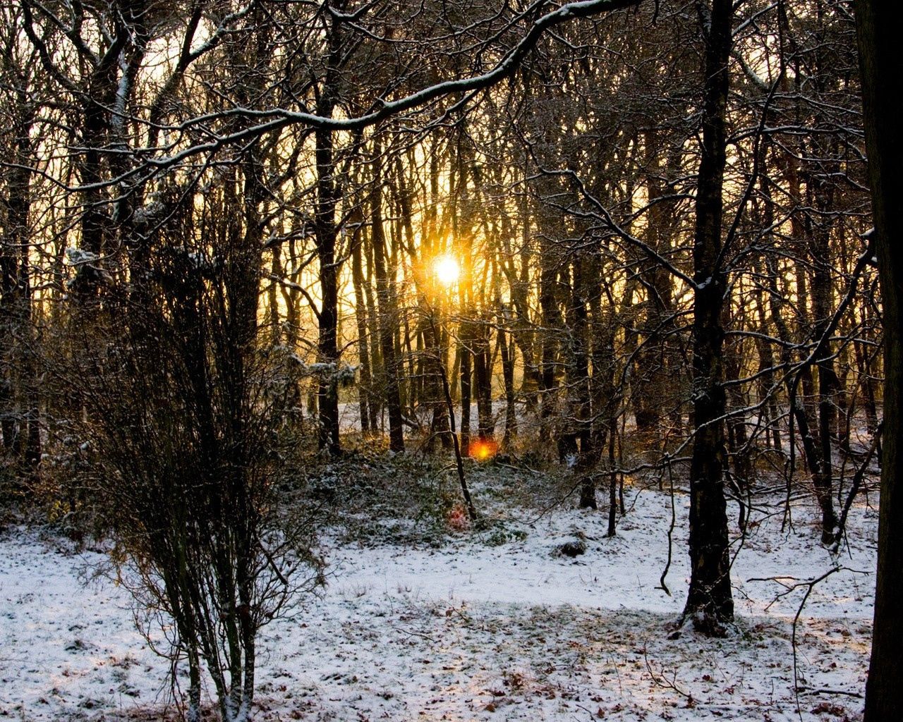 wood, trees, branches, autumn, snow, dawn, cold, sun