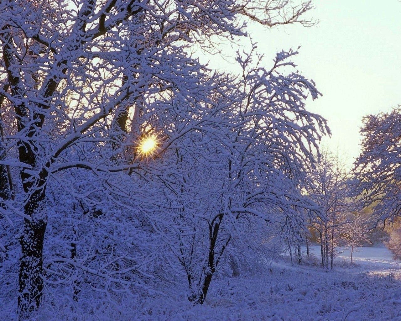 trees, winter, hoarfrost, sun, beams, light, white