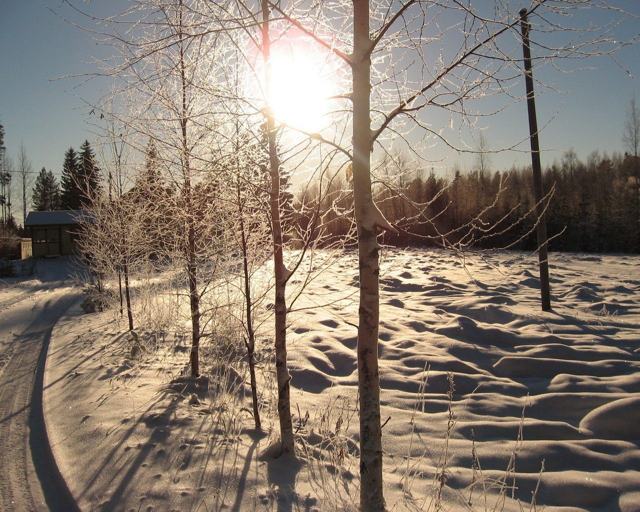 sun, day, birches, number, road, house, snow