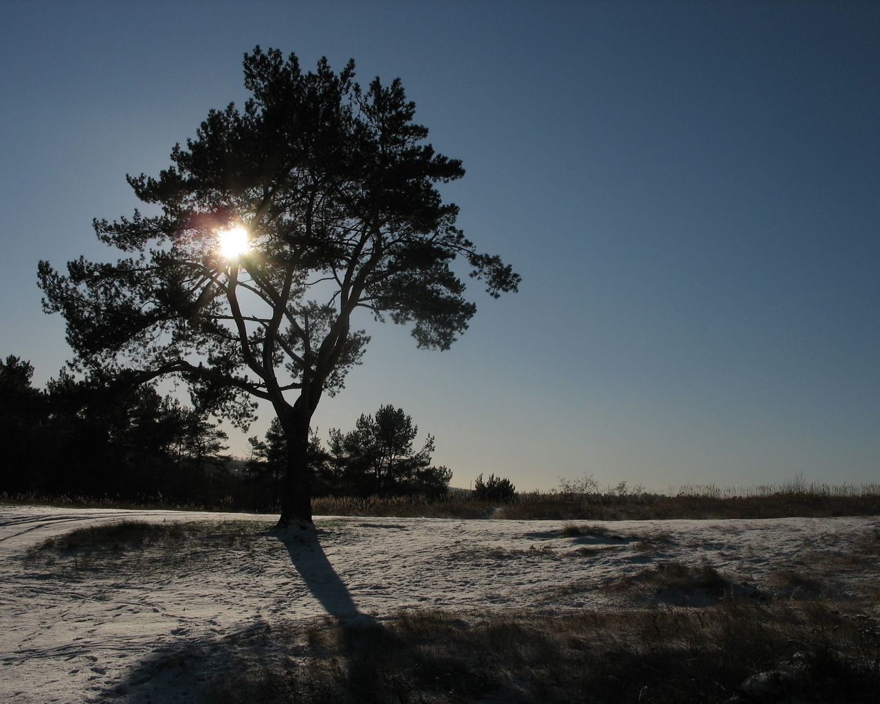 sun, day, tree, crone, light, beams, snow