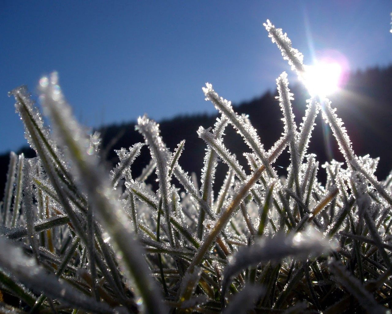 grass, hoarfrost, frost, sun, light, beams