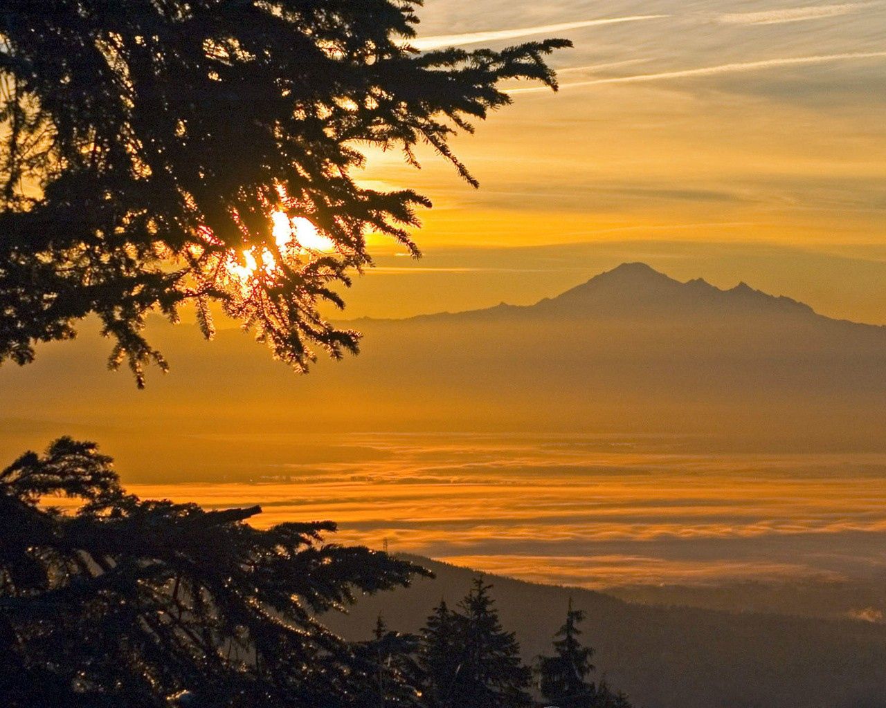 sunlight, mountains, fog, branches, tree, coniferous