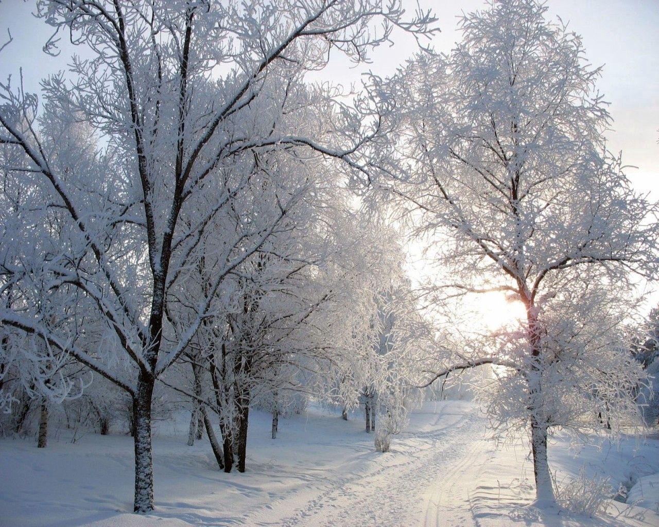 trees, track, avenue, hoarfrost, snow, winter