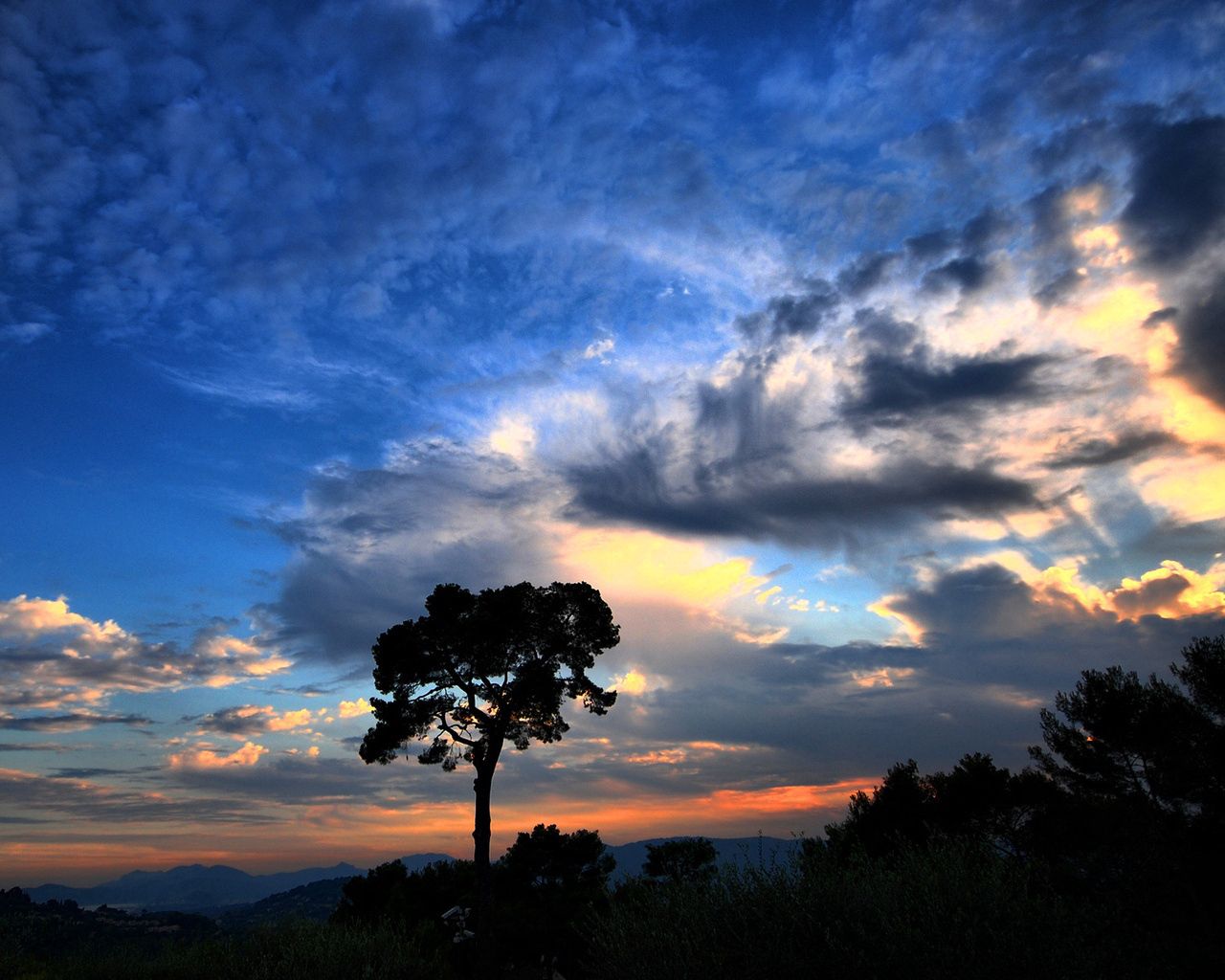 tree, silhouette, outlines, clouds, sky