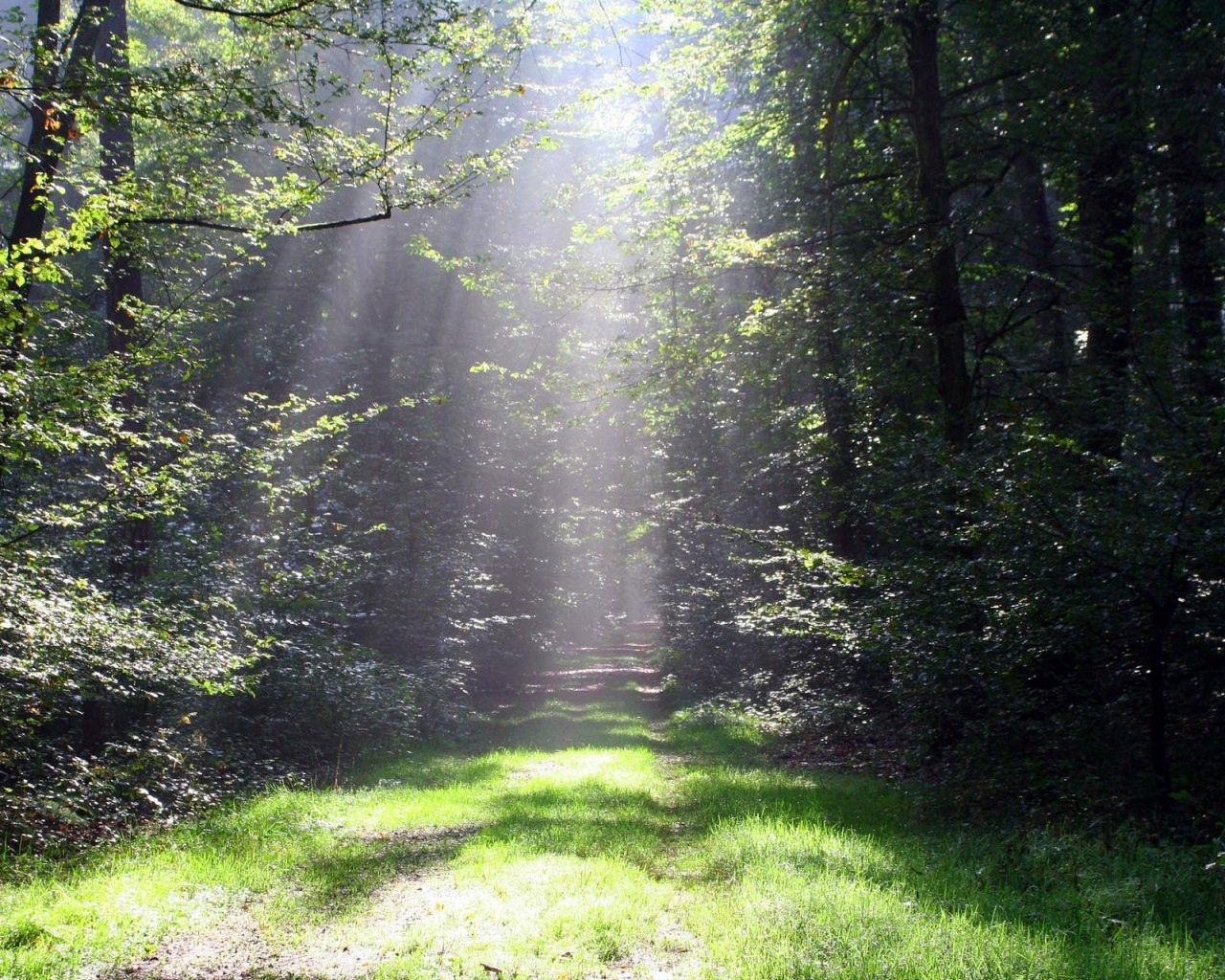 sun, light, beams, track, trees, grass, wood, greens