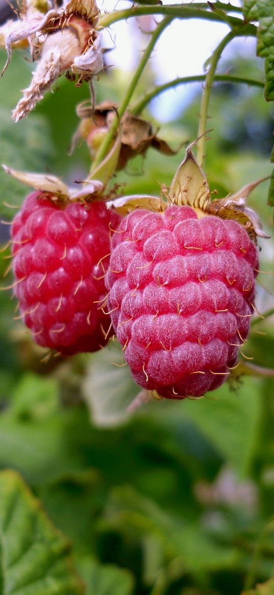 raspberries, branch, food, sweet