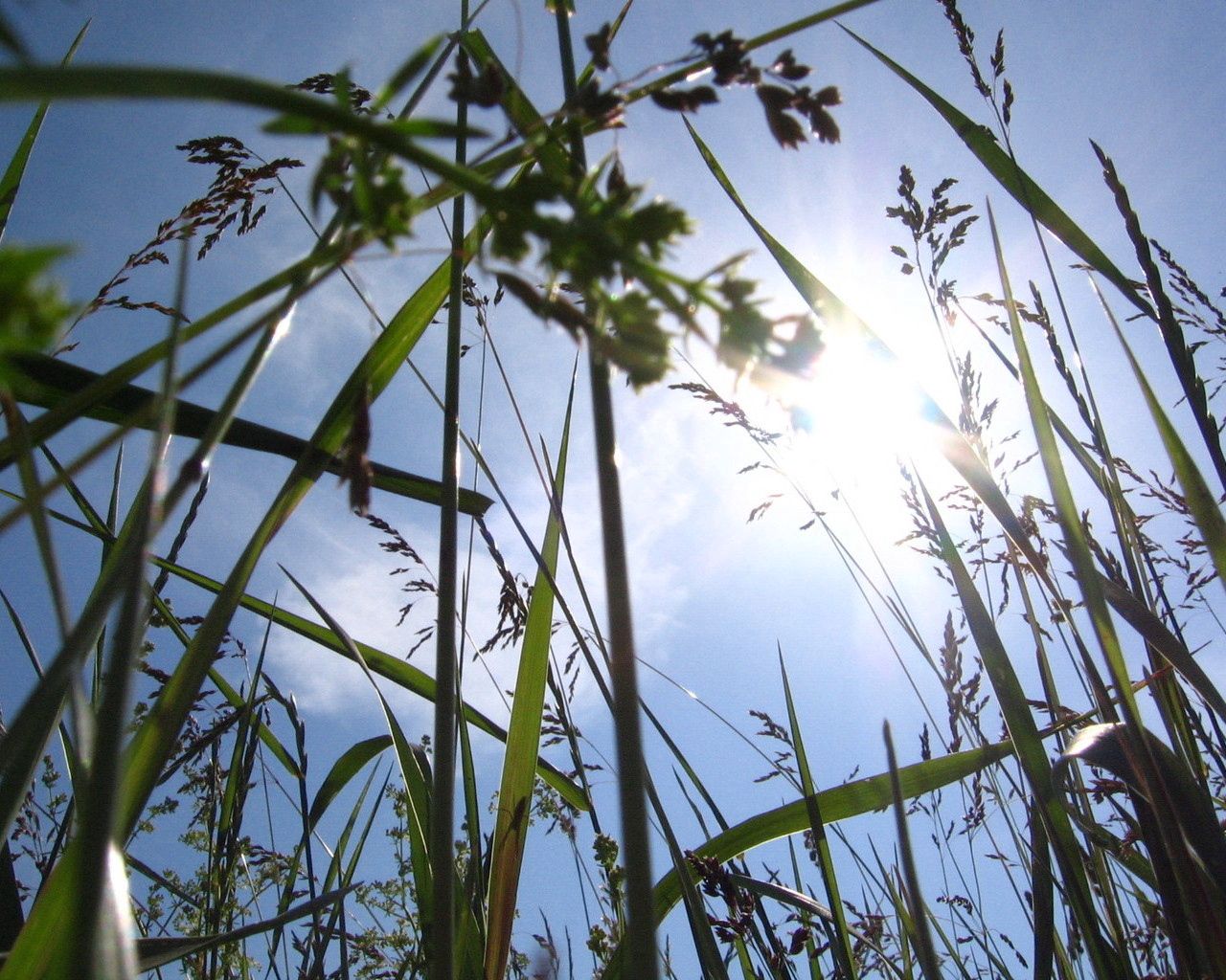 sun, light, beams, grass, ears