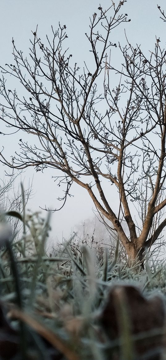 grass, tree, branches, fog, morning, hoarfrost, gray