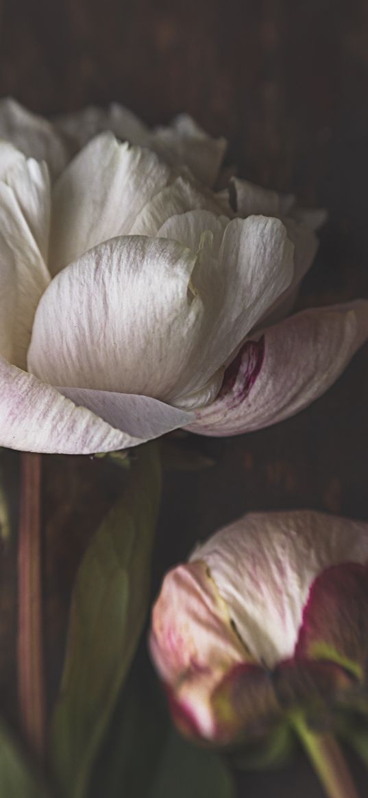 peonies, flowers, petals, bud