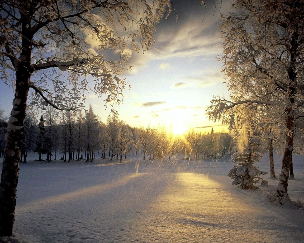 trees, snow, hoarfrost, sun, light, flakes