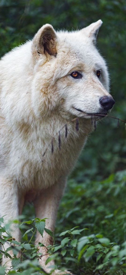 white wolf, predator, animal, leaves