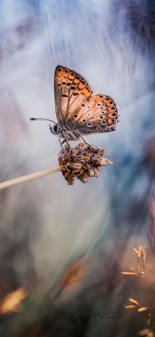 butterflies, grass, blurring, stem